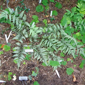 Athyrium hybrida Ghost